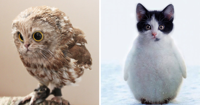 68 Unusual Cat And Bird Hybrids Bred In Photoshop (Add Yours)