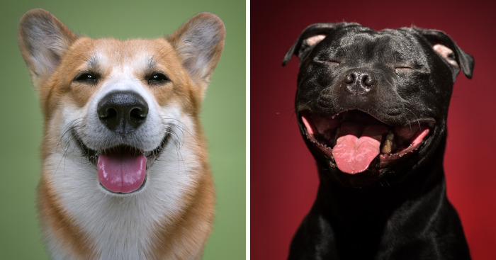 We Proved That Every Dog Has Its Own Human-Like Personality Through Funny Portraits