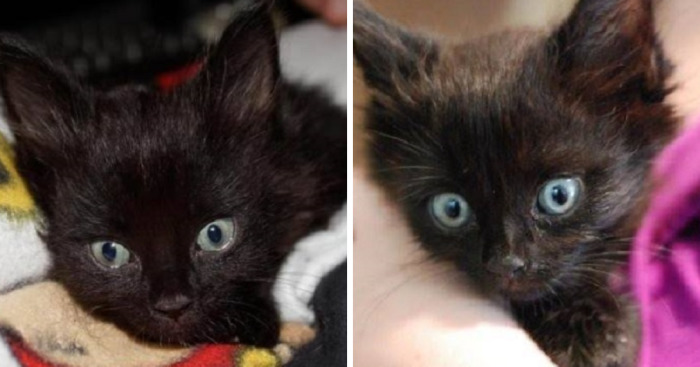 Quadriplegic Rescued Kitten Returns To Walk After 5 Years