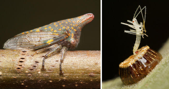 I Spent All Summer Photographing The Diversity Of Bugs In My Hometown