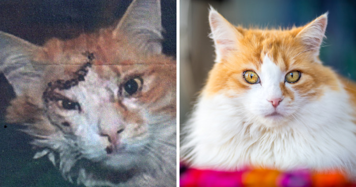 7 Years After Major Nz Earthquake, The ‘Unknown Cat’ I Wrote About In Quake Cats Book Is Found Alive & Well, Fully Recovered From Horrific Injuries. This Is His Story