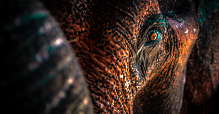 Photography With A Mirrorless Camera