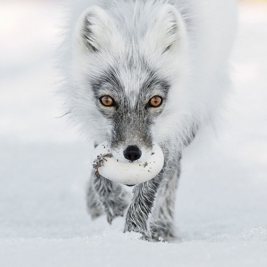 Arctic Treasure By Sergey Gorshkov, Russia
