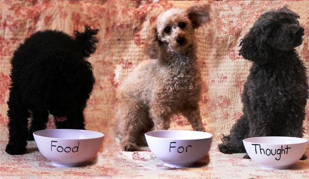 Three Philosophical Poodles