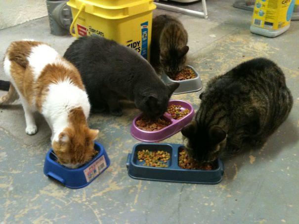 Clayson Kitties At Dinner