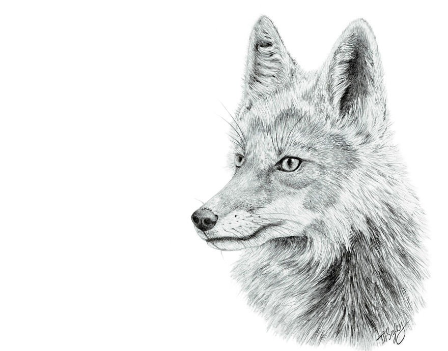 I Draw Animals With A Mechanical Pencil