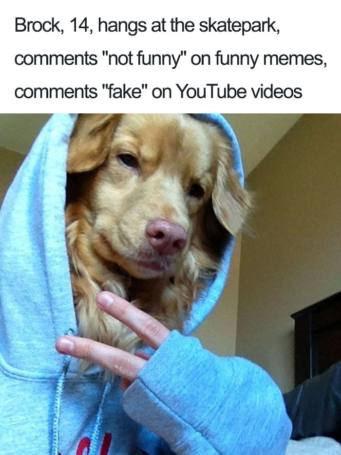 Brock The Golden Retriever