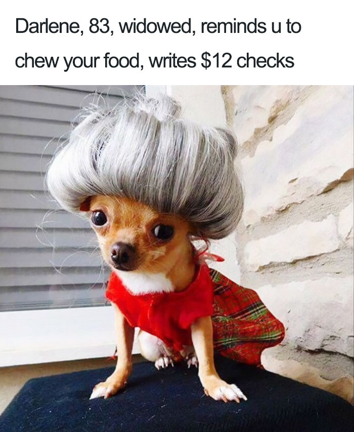 Darlene The Chihuahua