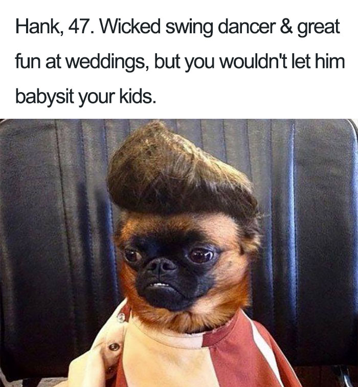 Hank The Griffon