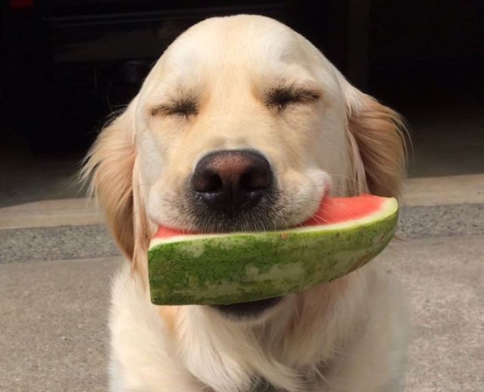 funny-dog-thoughts-tweets-1