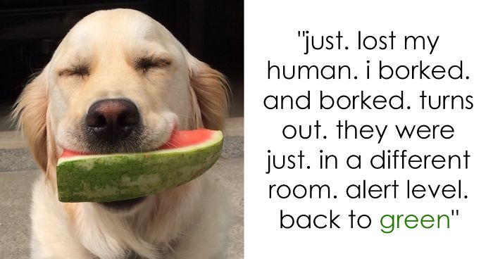 182 Of The Funniest Dog Thoughts That Dog Owners Will Understand Too Well182 Of The Funniest Dog Thoughts That Dog Owners Will Understand Too Well