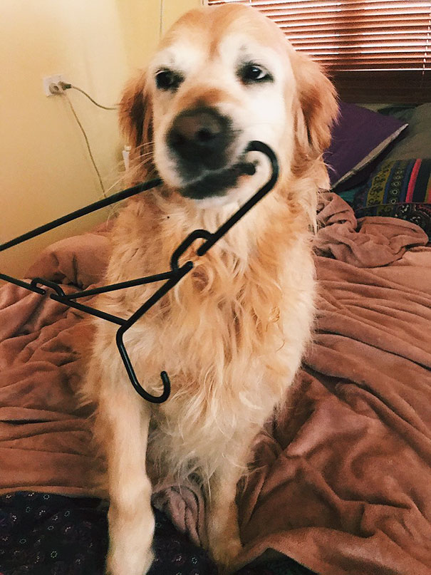 My Dog Usually Brings Me Things When I Get Home And Today She Found This