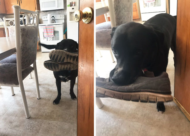 My Dog Does This Weird Thing Where He Brings You Shoes When He Greats You... They May Not Be Yours But He Is The Cutest Thing Ever