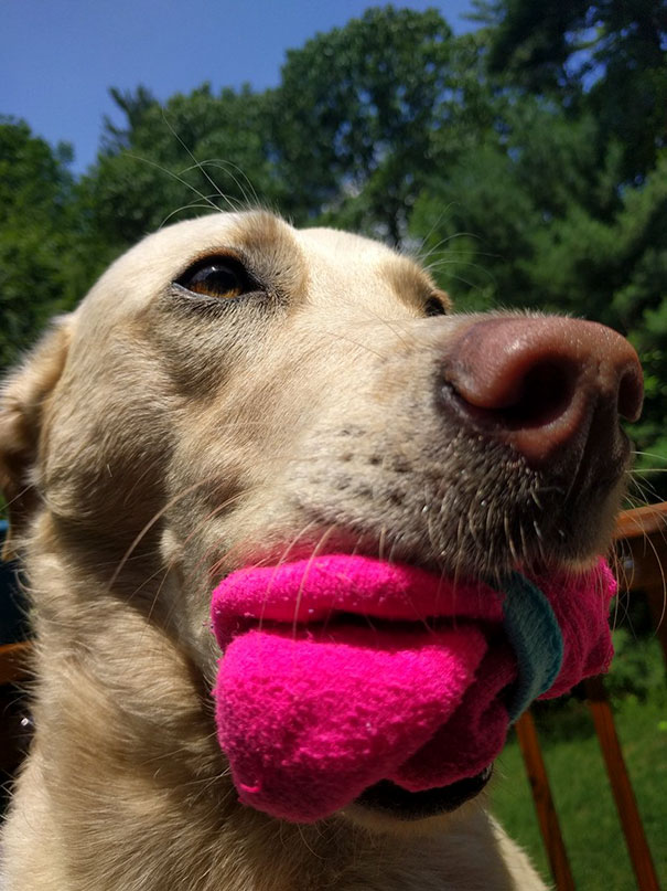 My Dog Always Brings Me A Toy When I Come Home And Recently Her "Toy" Has Been Socks