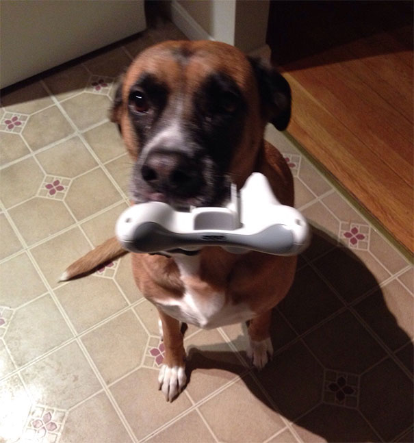 She Couldn't Find Her Toy So She Brought Me Mine