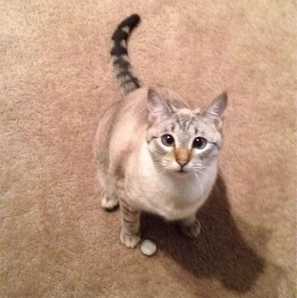 This Is Yushi, My Boyfriends Cat. She Brought Me A Bottle Cap