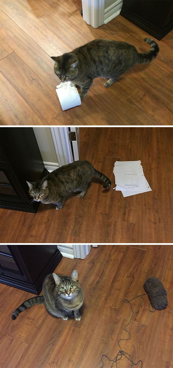 My Cat Brings Me Gifts, She Has Strange Taste For Gifts