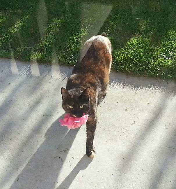 Well, Beast Brought Me A Gift Today And I Caught Her!