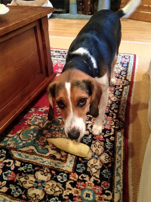 My Dog Brought Me A Corn