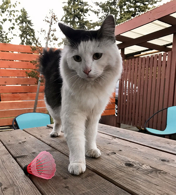 Our Black Cat Brings Us The Occasional Bird As A Present. Then There's This Doof. (We Don't Own A Badminton Set)