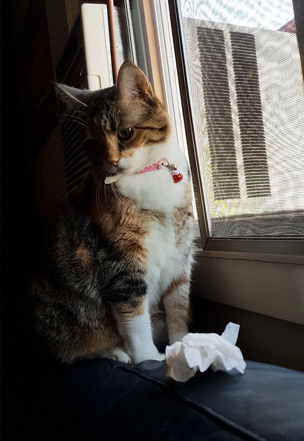 My Cat Brings Me Used Tissues