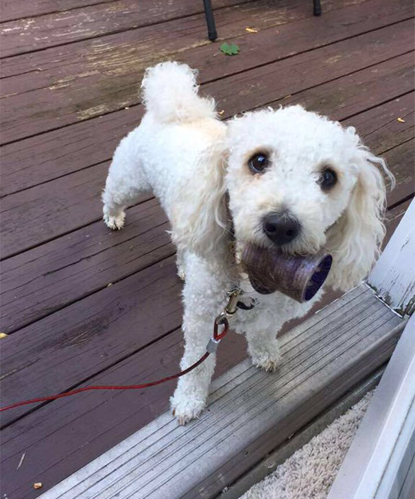 My Dog Brought Me A Gift From The Outside World... (It's An Old Metal Hair Curler With An Extra Side Gift Of Hair)