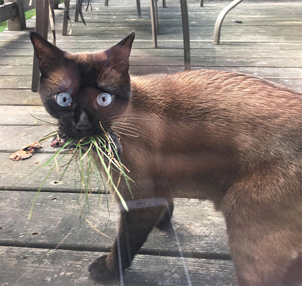 He Keeps Trying To Bring His Presents Inside