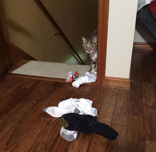 My Cat Brings Me Socks Whenever I Don't Pay Attention To Her To Try To Win My Approval
