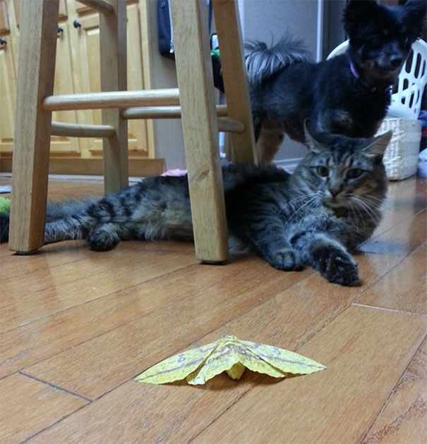 My Cat Brought Me The Gift Of Moth In A Color I've Never Seen In 38 Years