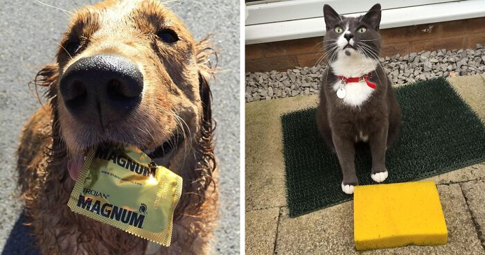 50 Times Pets Brought Their Owners The Most Unexpected Gifts