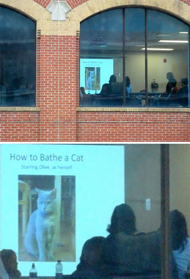 Funny presentation about how to bathe a cat
