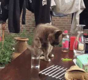 gif of a car licking a paw after putting it in the water 