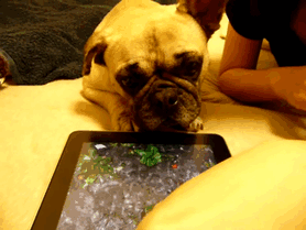 dog trying to drink water form iPad gif 