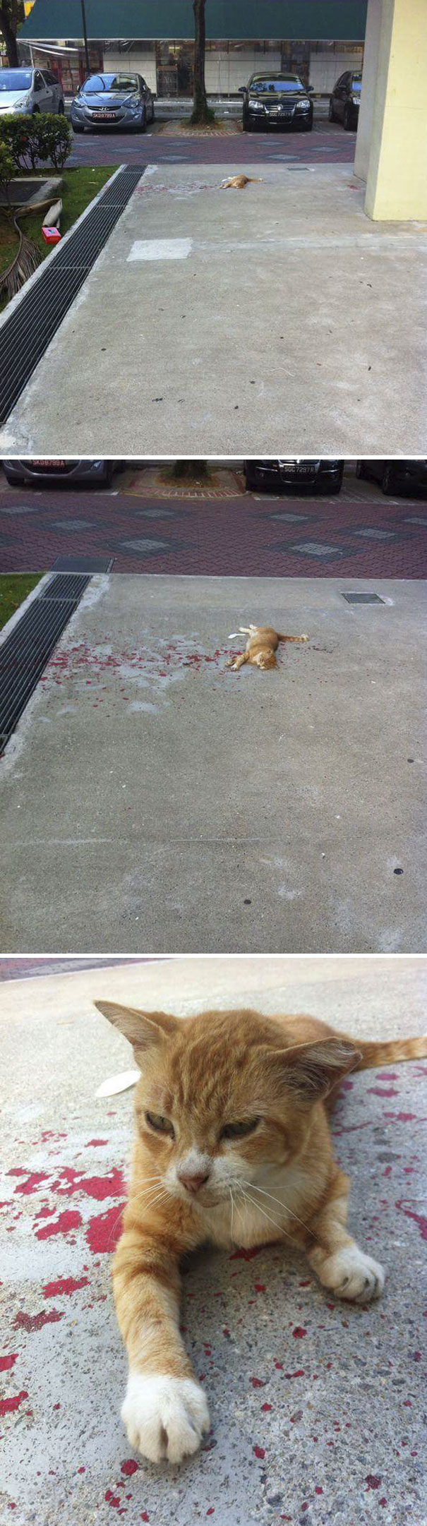 cat lying on the red paint 