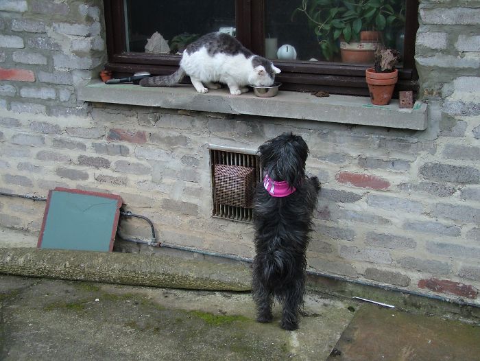 Gaia The Shipoo With Bebe..