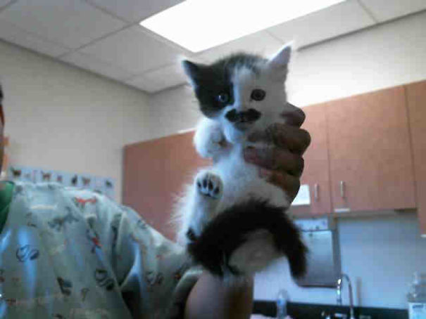 Some Thief Adopted This Adorable Kitten From The Shelter 5 Minutes Before I Got There!