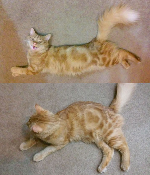 I'm Omalley & I Have A Heart On My Left Side, Cuz That's Where Your Heart Is Duh!