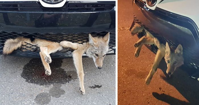 Coyote Defies All Odds After Being Hit On Alberta Highway