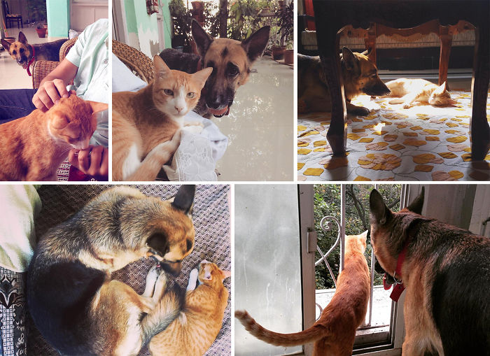 I Want Someone To Look At Me The Way My Dog Looks At My Cat. :p