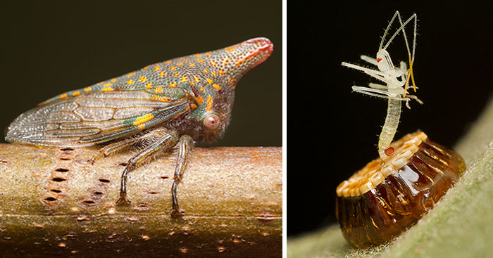 I Spent All Summer Photographing The Diversity Of Bugs In My Hometown