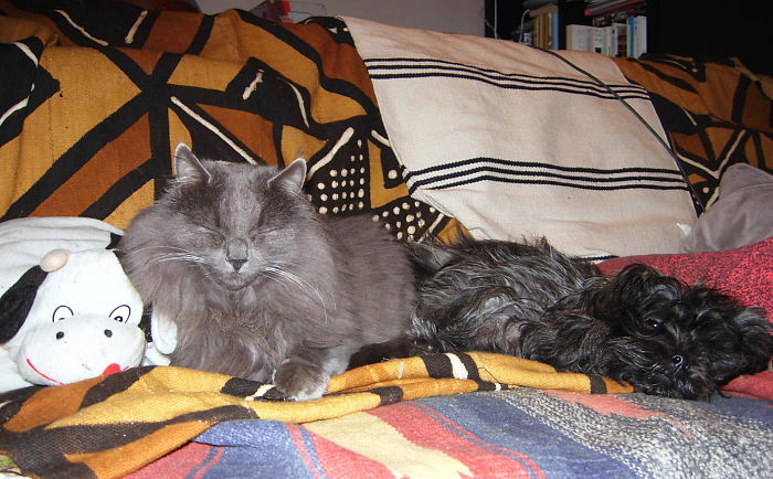 Iggy The Neblung And Gaia The Shipoo Chilling..