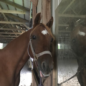 amberinamerica avatar