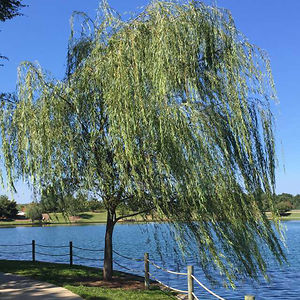 sydneyeitelgeorge avatar