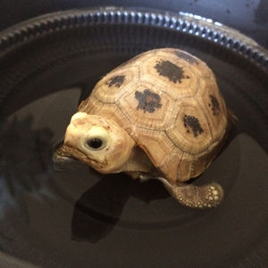 littledwarfgoats avatar