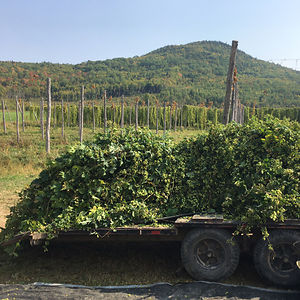 samanthahemphill avatar