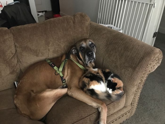 They Are Besties And I Always Catch Them On The Couch Together.