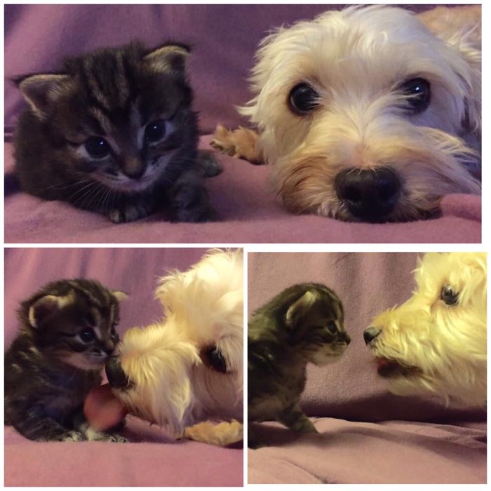 Ralphie And Daisy. Still Best Buds!