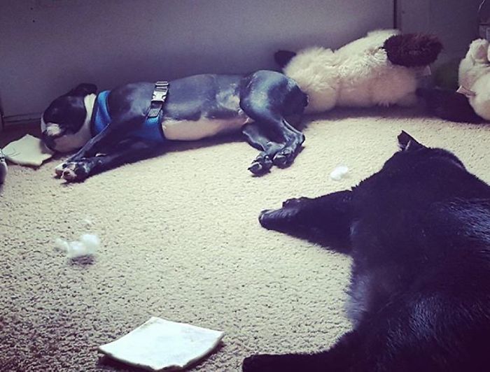 Zeus (dog) And Kaos (cat) Enjoying The Primo Sun Spot!