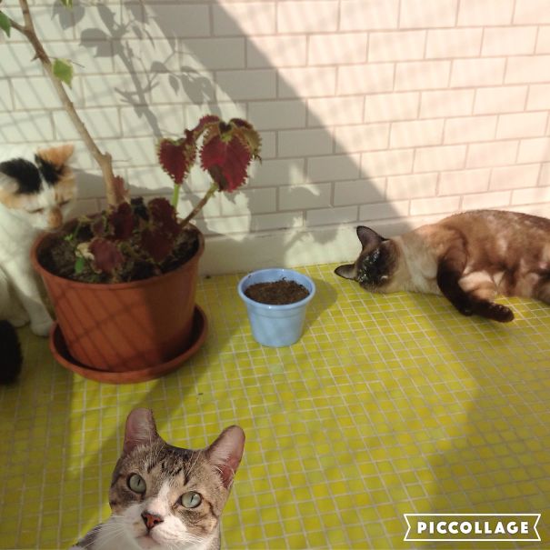 My Third Cat Has A Problem On His Legs And Can't Walk Properly, So I Casually Added Him In The Photo