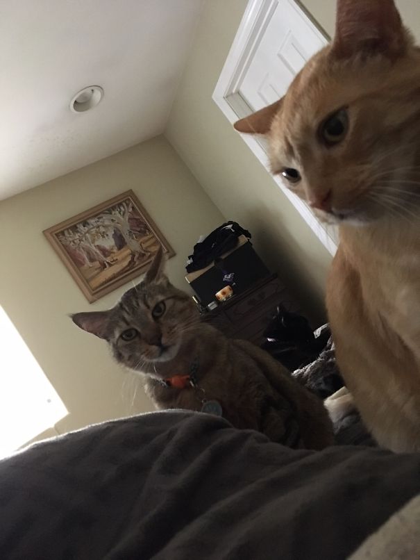 My View In The Morning. These Two Do All The Dirty Work While Our Black Cat Just Chills!